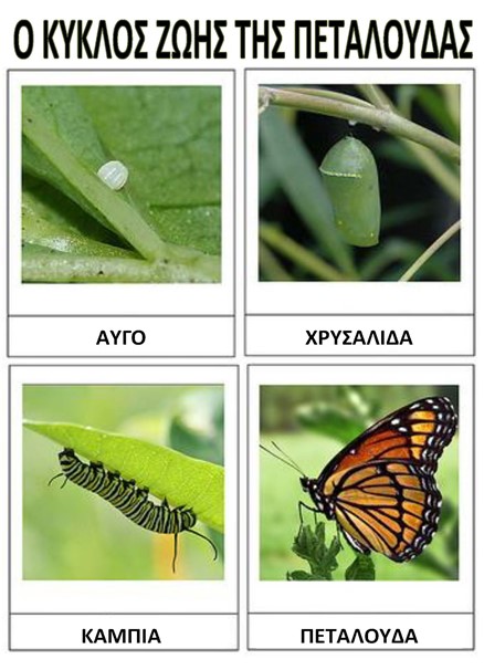 Ο κύκλος ζωής της πεταλούδας σε εικόνες